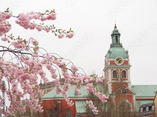 Pink cherry on sky background in spring