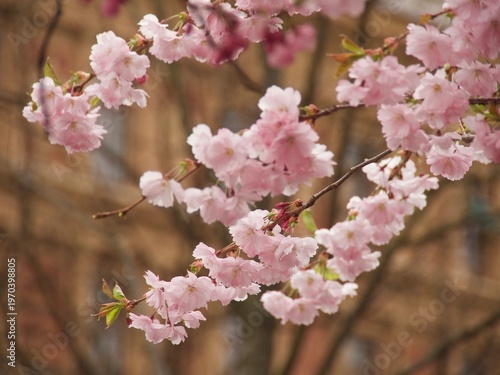 Pink cherry on sky background in spring