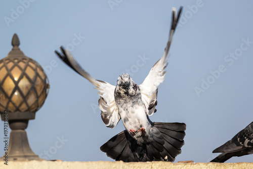 Feral pigeon landing on ornate building ledge wings spread