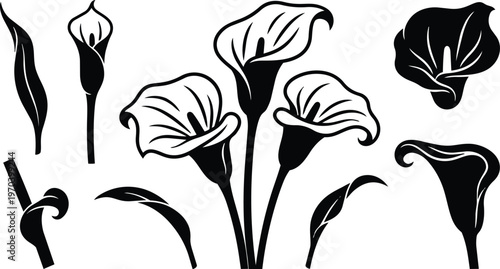 Black and white calla lily vector set with three stems and separate elements