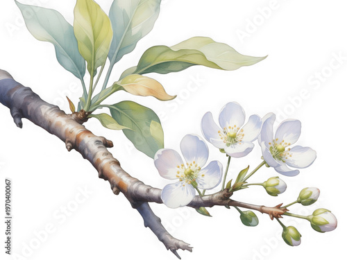 A delicate branch adorned with green leaves and small white blossoms