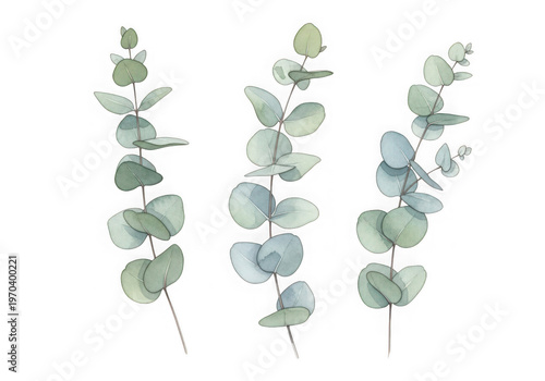 Elegant cluster of delicate green and light green eucalyptus leaves