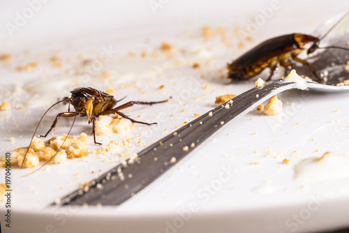 close-up of a cockroach eating leftover food on a dirty plate, Food Contamination by Cockroaches on Used Dish