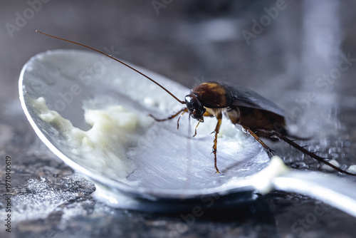 close-up of a cockroach eating from a dirty spoon on the kitchen sink, risk of infection and contagion by harmful insects, need for detection for health reasons
