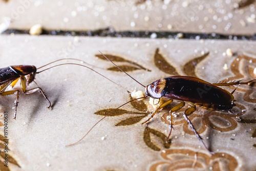 Group of Cockroaches Feeding on Kitchen Floor in Dark Interior