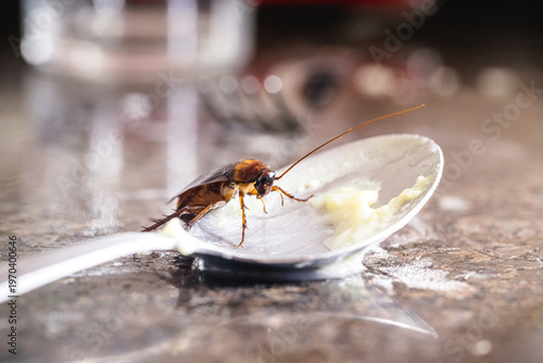 close-up of a cockroach eating from a dirty spoon on the kitchen sink, risk of infection and contagion by harmful insects, need for detection for health reasons