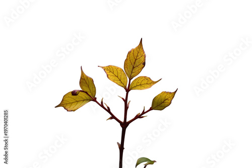 Branch with vibrant yellow autumn foliage, showing changing leaves and fall season with transparent background