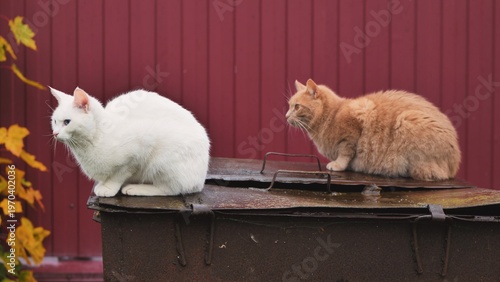 Obraz na plátně Two domestic cats sitting on a metal bin in an outdoor autumnal setting