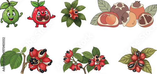 Guarana Fruit Vector Set – Cartoon Characters, Leaves & Botanical Illustrations