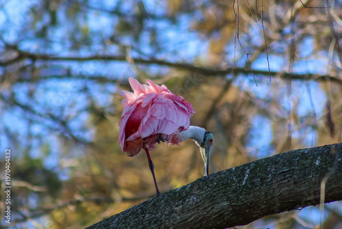 pink flamingo flower
