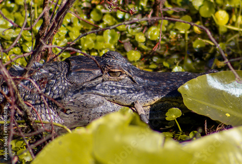 alligator in the everglades