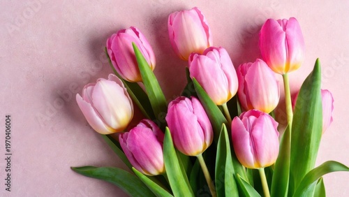 Pink tulip bouquet on pastel pink background for spring floral card background and greeting banner design