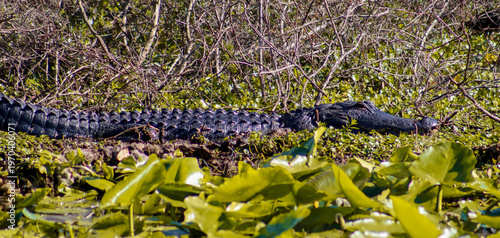 alligator in the everglades