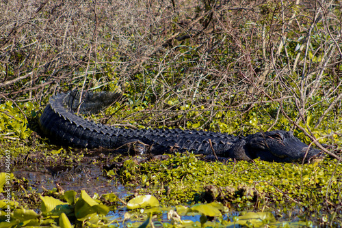 alligator in the grass