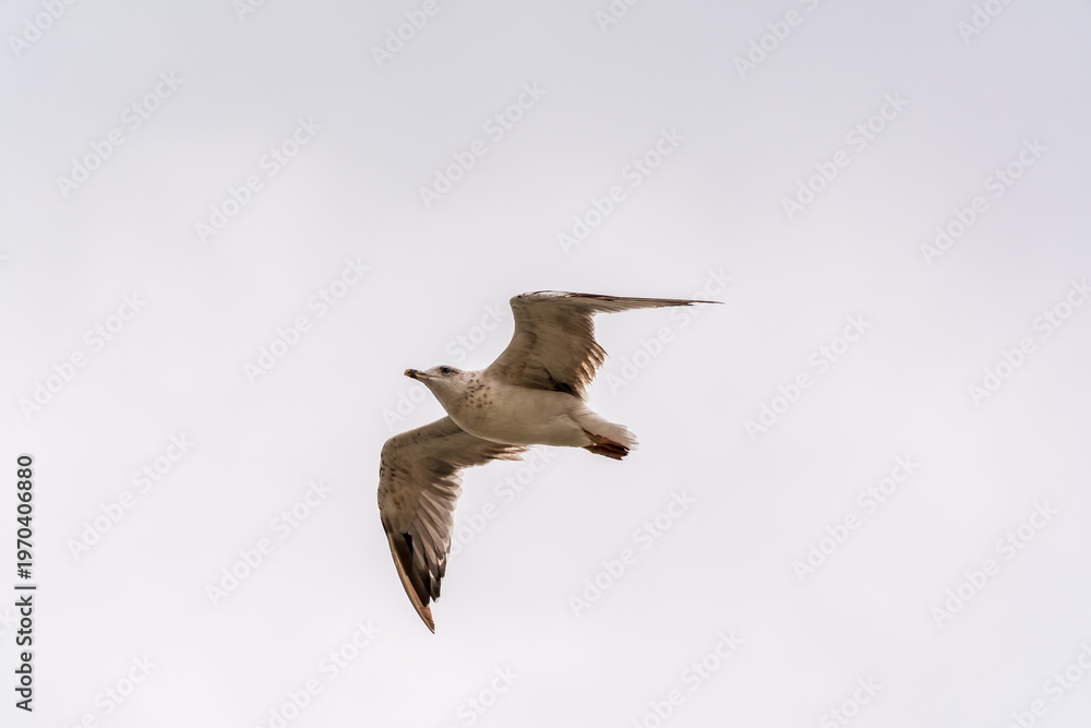 Obraz premium Sea gull in the clear blue sky.