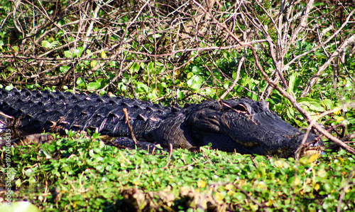 alligator in the everglades