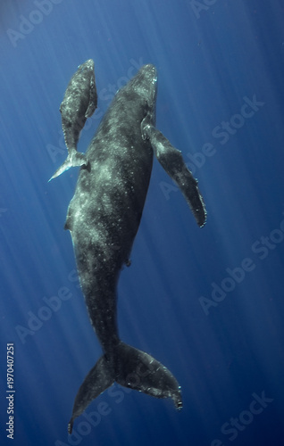 Mother and Calf Humpback Whales