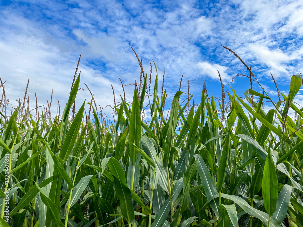 Fototapeta premium Maisfeld vor strahlend blauem Himmel in der Wachstumsphase
