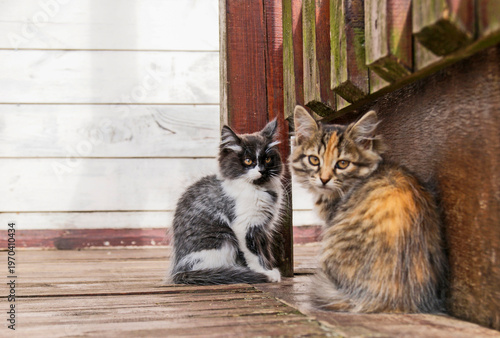 Two kittens sit by a wooden structure in a sunny outdoor area
