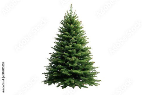 Christmas fir tree standing tall, celebrating winter holiday traditions and festive occasions with family