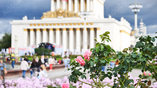 Photography Pink roses blooming VDNKh park Moscow people walking