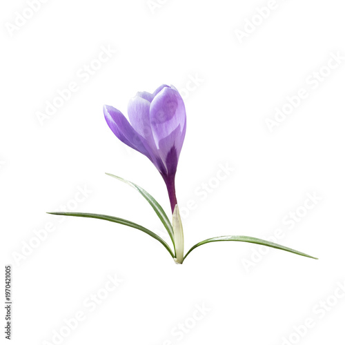 Elegant Purple Crocus Flower on White Background, Isolate on a white background