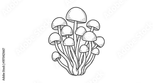 Hand Drawn Cluster of Wild Mushrooms Illustration, Vintage Engraving Style Botanical Sketch of Fungi