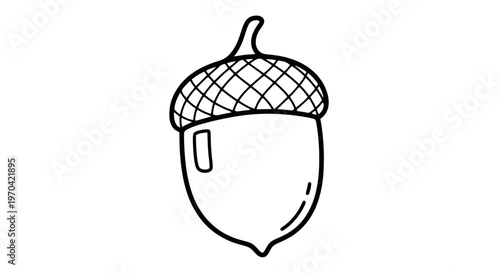 Simple hand drawn acorn doodle line art illustration, oak nut vector isolated on white background