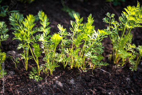 Young Carrot Plants Growing in a Garden
