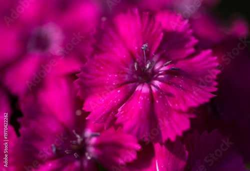 Vibrant Magenta Dianthus Flower Close-up