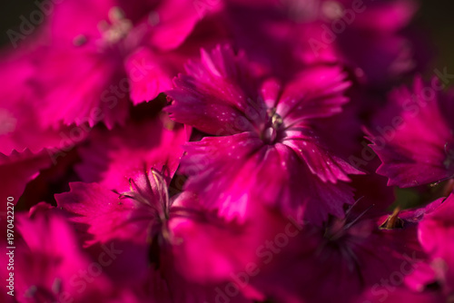 Vibrant Magenta Dianthus Flower Close-up