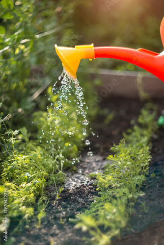 Watering Green Plants in a Raised Garden Bed with a Red Watering Can