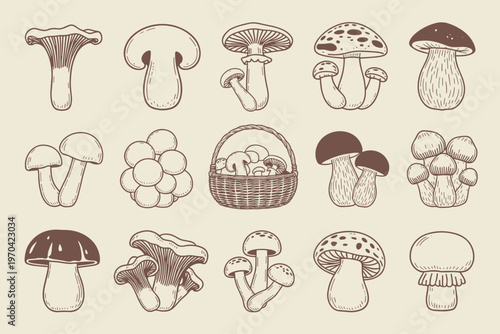 Collection of hand drawn mushrooms and basket fungi