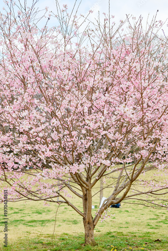 Naklejka premium 昭和記念公園の桜