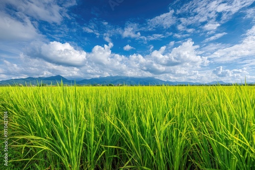 Lush green rice field under a vibrant blue sky with fluffy white clouds and distant mountains (1)