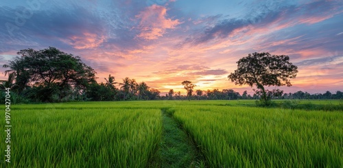 Lush green rice field under a vibrant sunset sky. Trees line the horizon. Pathway through the crops