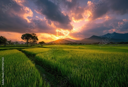 Lush green rice fields under a dramatic sunset with mountain backdrop