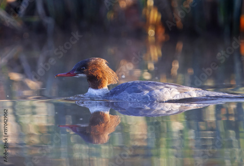 Beautiful female Common Merganser gracefully swimming on a serene lake in Stromovka park, Prague. Perfect for wildlife, nature, and birdwatching projects highlighting European aquatic birds.
