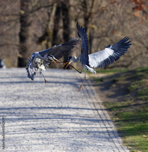 Stunning action shot of two Grey Herons engaged in a fierce mid-air territorial dispute over a path in Stromovka park. Perfect for wildlife, nature, and urban ecology themes.