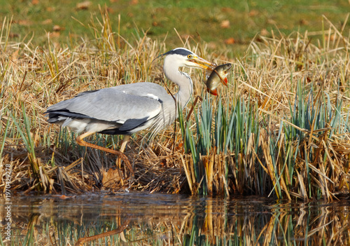 Majestic Grey Heron catching a European Perch in the waters of Stromovka, Royal Game Reserve in Prague. Beautiful nature wildlife photography showing successful hunting in a natural wetland setting.