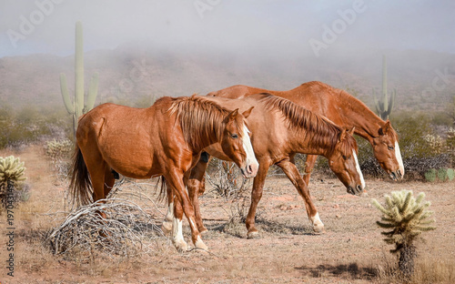 horse in the field