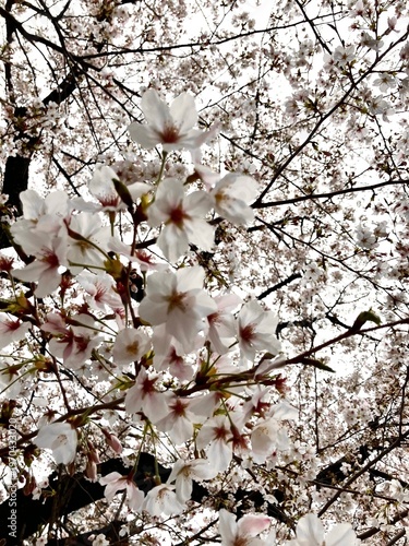 満開の桜