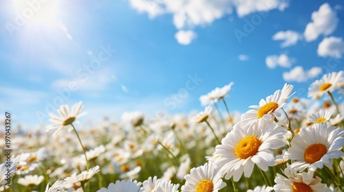 Field of Daisies Under Sunlight With Clouds in the Blue Sky