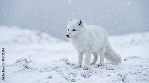 Arctic Fox Snow Rare Winter Wildlife