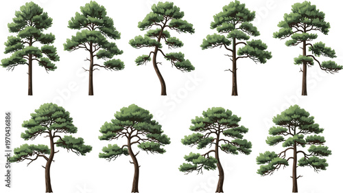 Detailed vector illustration collection of various pine tree silhouettes featuring evergreen coniferous foliage and realistic brown trunks isolated on a clean white background.