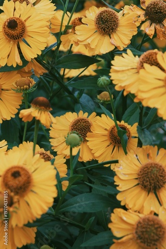 yellow flowers background