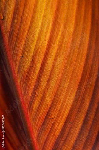 close up of red leaf