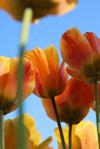yellow tulip on blue