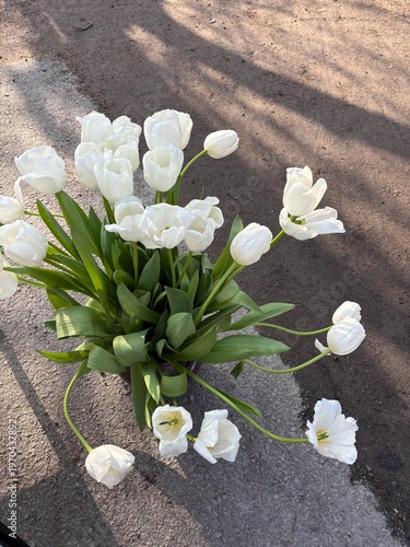 bouquet of white tulips