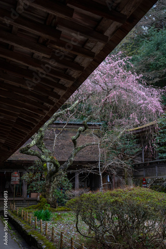 吉野山の桜
